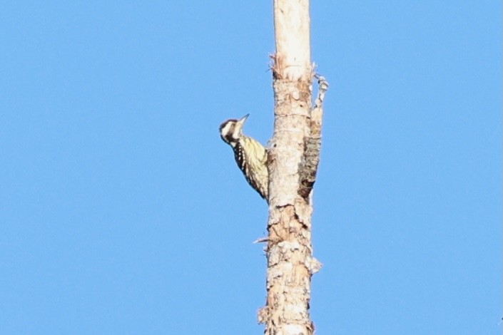 Philippine Pygmy Woodpecker - ML620780861