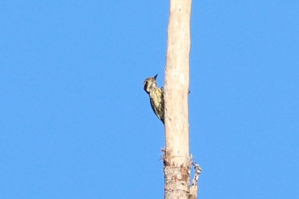 Philippine Pygmy Woodpecker - ML620780862