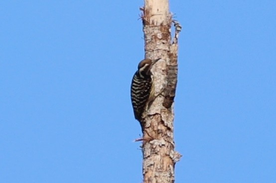 Philippine Pygmy Woodpecker - ML620780863