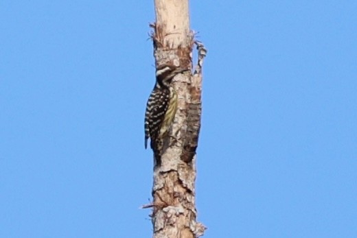 Philippine Pygmy Woodpecker - ML620780864