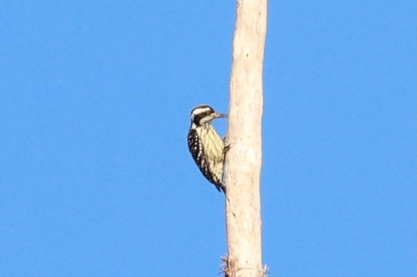 Philippine Pygmy Woodpecker - ML620780865