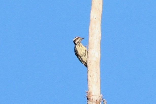 Philippine Pygmy Woodpecker - ML620780866