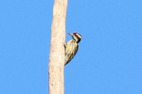 Philippine Pygmy Woodpecker - ML620780867