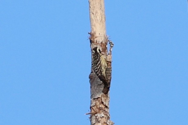 Philippine Pygmy Woodpecker - ML620780868