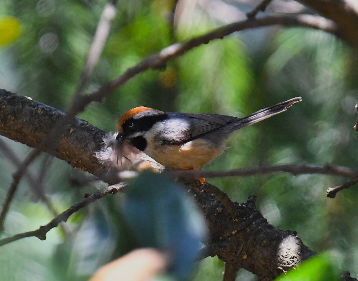 Black-throated Tit - ML620780872