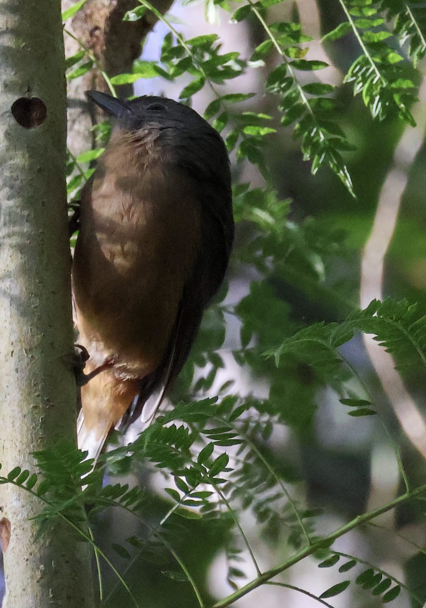 Rufous Shrikethrush - ML620780873