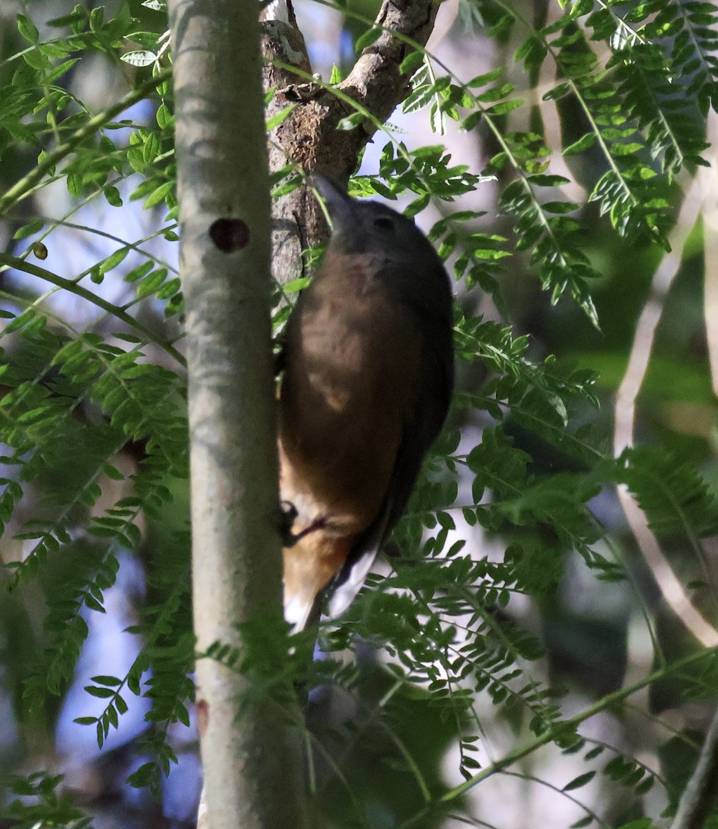 Rufous Shrikethrush - ML620780874