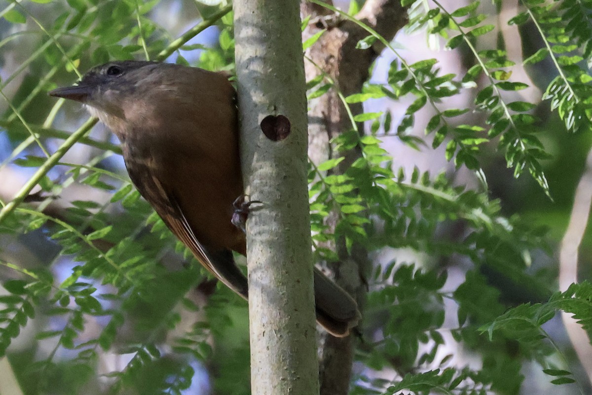 Rufous Shrikethrush - ML620780875