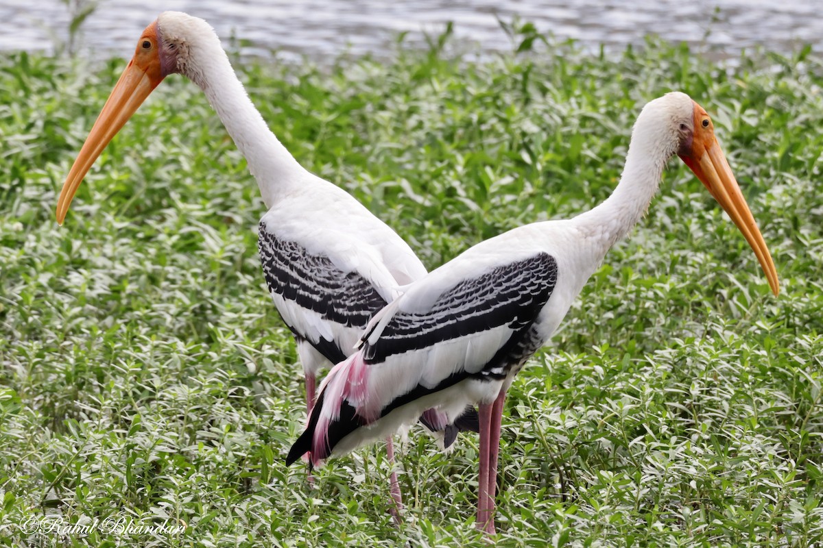 Painted Stork - ML620780882