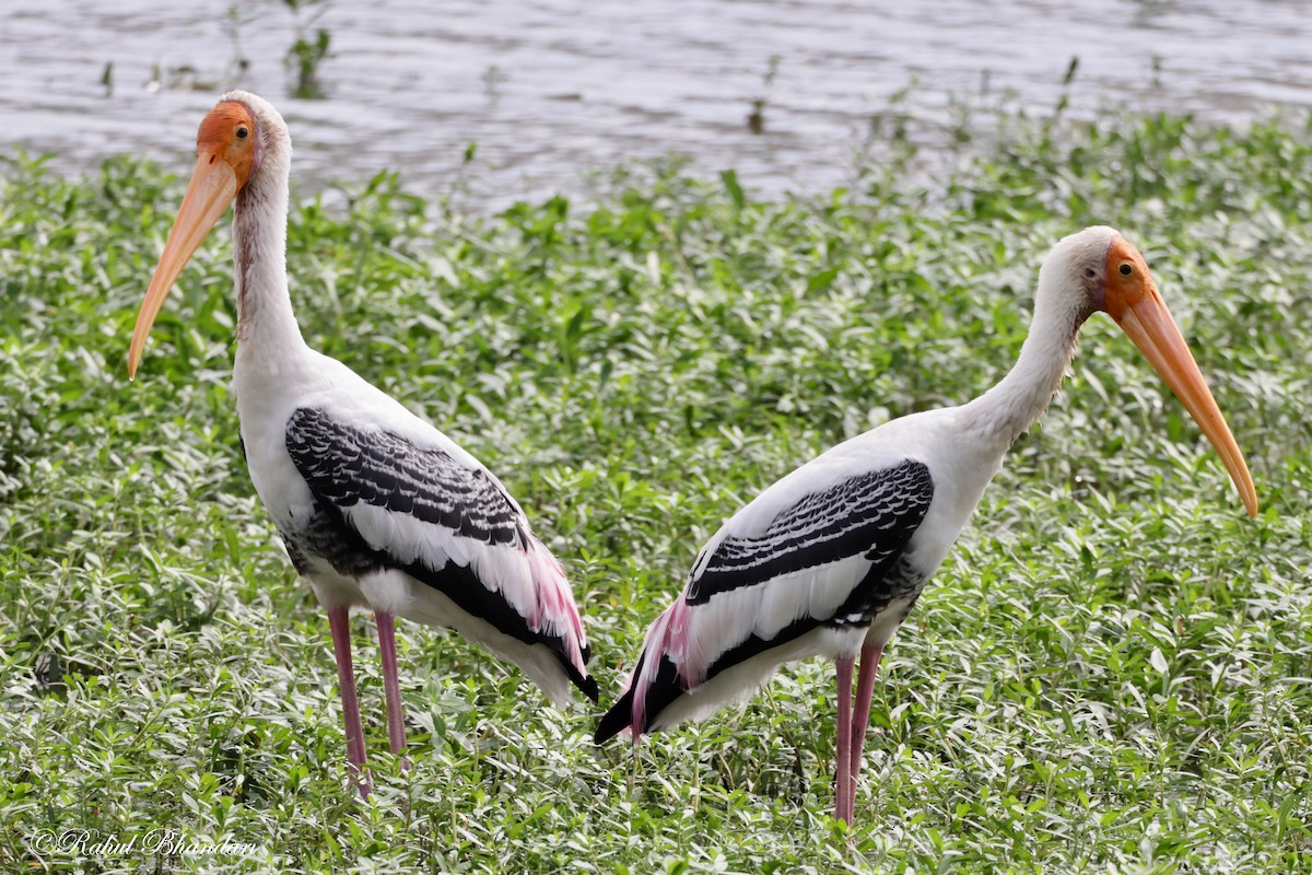 Painted Stork - ML620780883