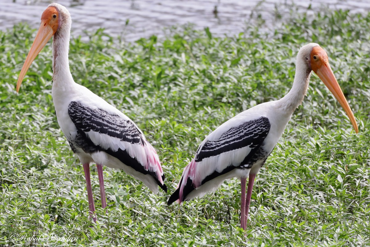 Painted Stork - ML620780886