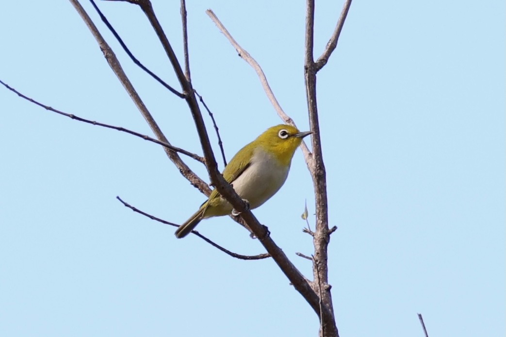 Lowland White-eye - ML620780888