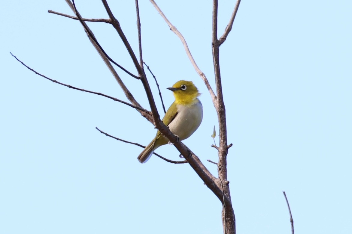 Lowland White-eye - Andrew William