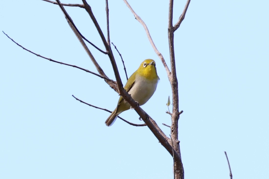 Lowland White-eye - ML620780890