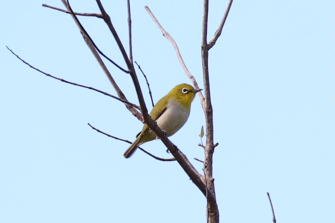 Lowland White-eye - Andrew William