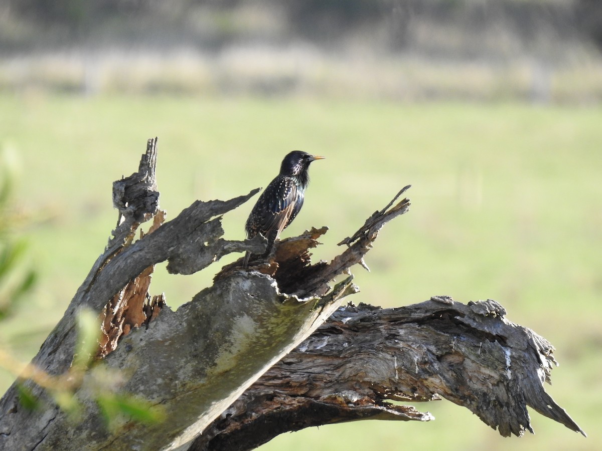 European Starling - ML620780902