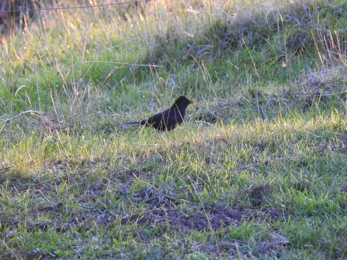 Eurasian Blackbird - ML620780905