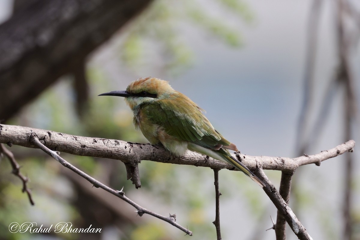 Asian Green Bee-eater - ML620780906