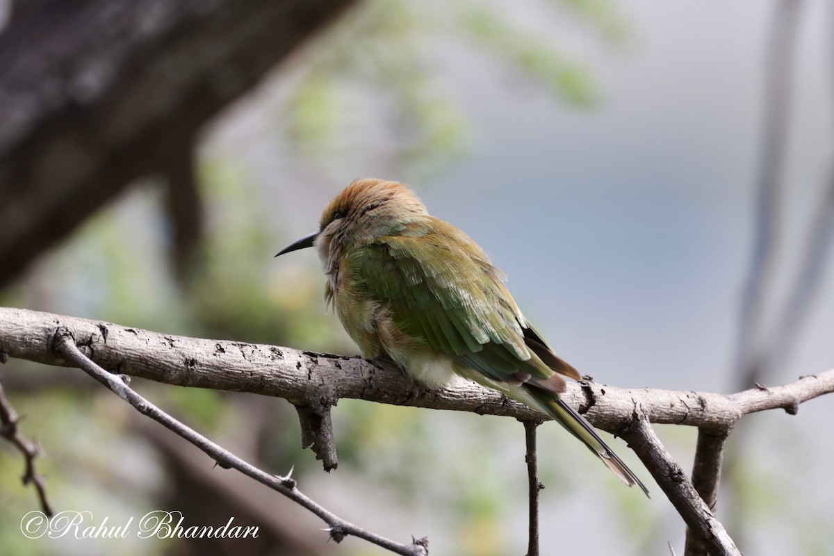 Asian Green Bee-eater - ML620780907