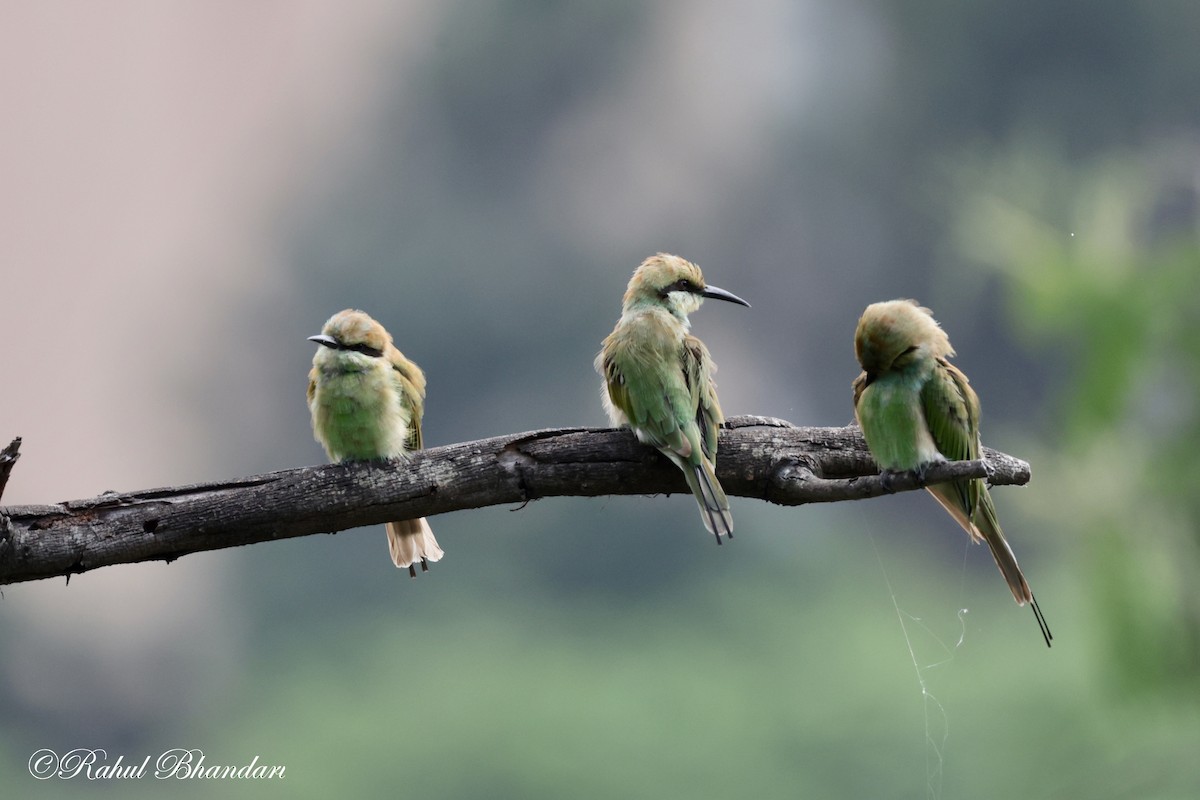 Asian Green Bee-eater - ML620780908