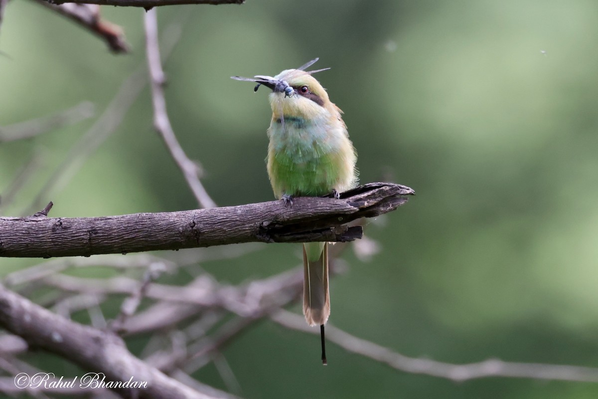 Asian Green Bee-eater - ML620780909