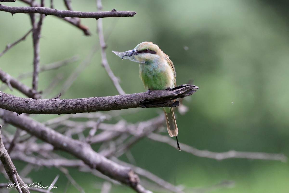 Asian Green Bee-eater - ML620780912