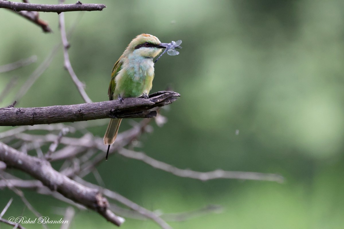 Asian Green Bee-eater - ML620780913