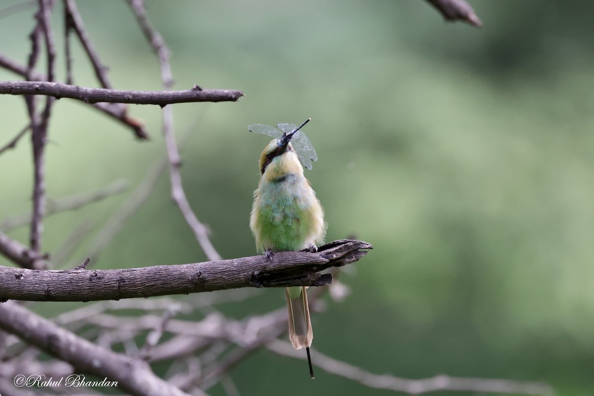 Asian Green Bee-eater - ML620780915