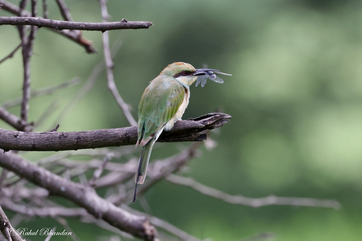 Asian Green Bee-eater - ML620780916