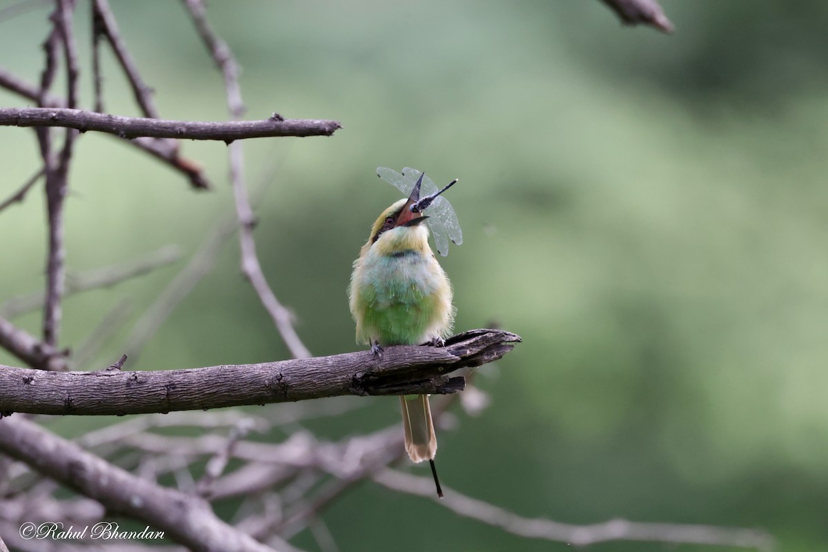Asian Green Bee-eater - ML620780918