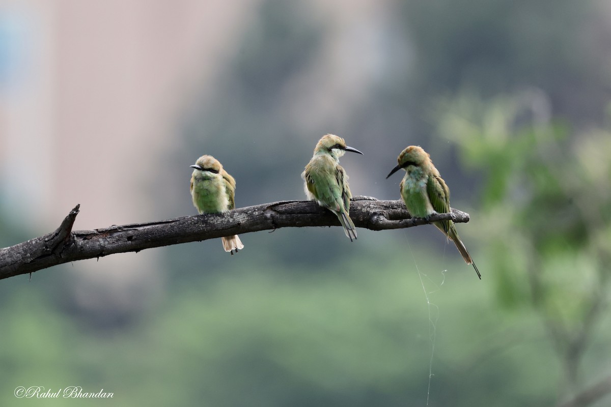 Asian Green Bee-eater - ML620780919