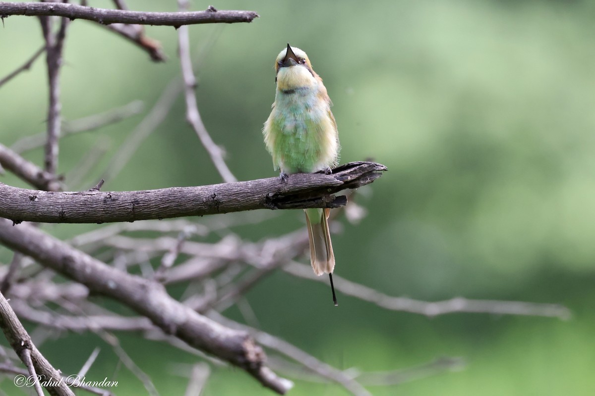 Asian Green Bee-eater - ML620780920