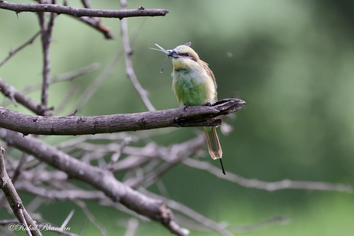 Asian Green Bee-eater - ML620780921