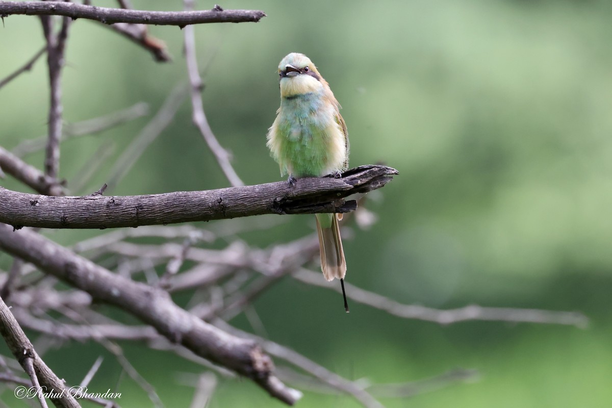 Asian Green Bee-eater - ML620780922