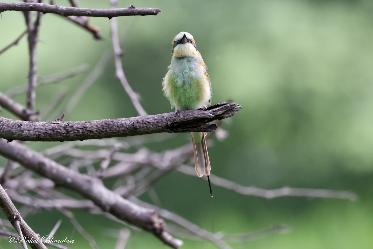 Asian Green Bee-eater - ML620780924