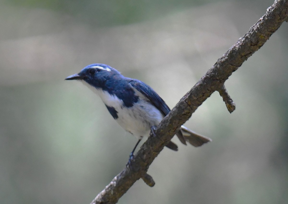 Ultramarine Flycatcher - ML620780927