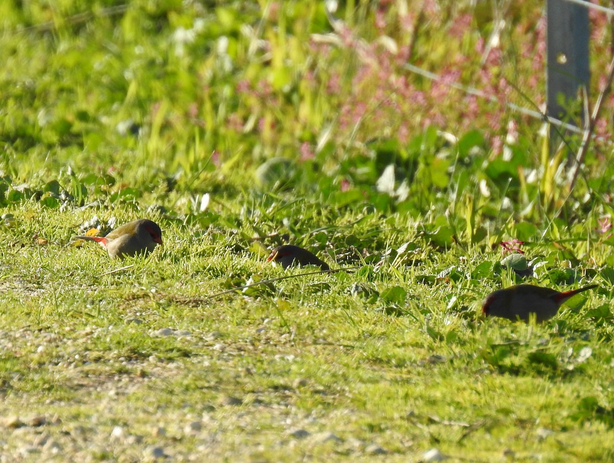 Red-browed Firetail - ML620780928