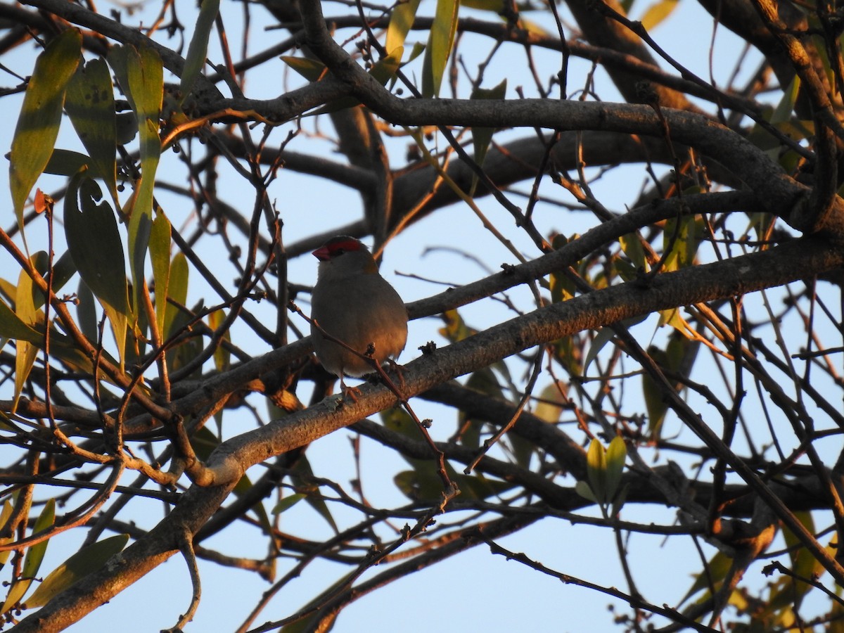 Red-browed Firetail - ML620780929