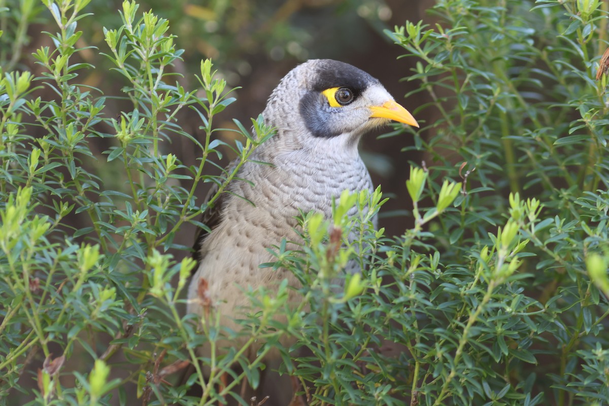 Noisy Miner - ML620780930