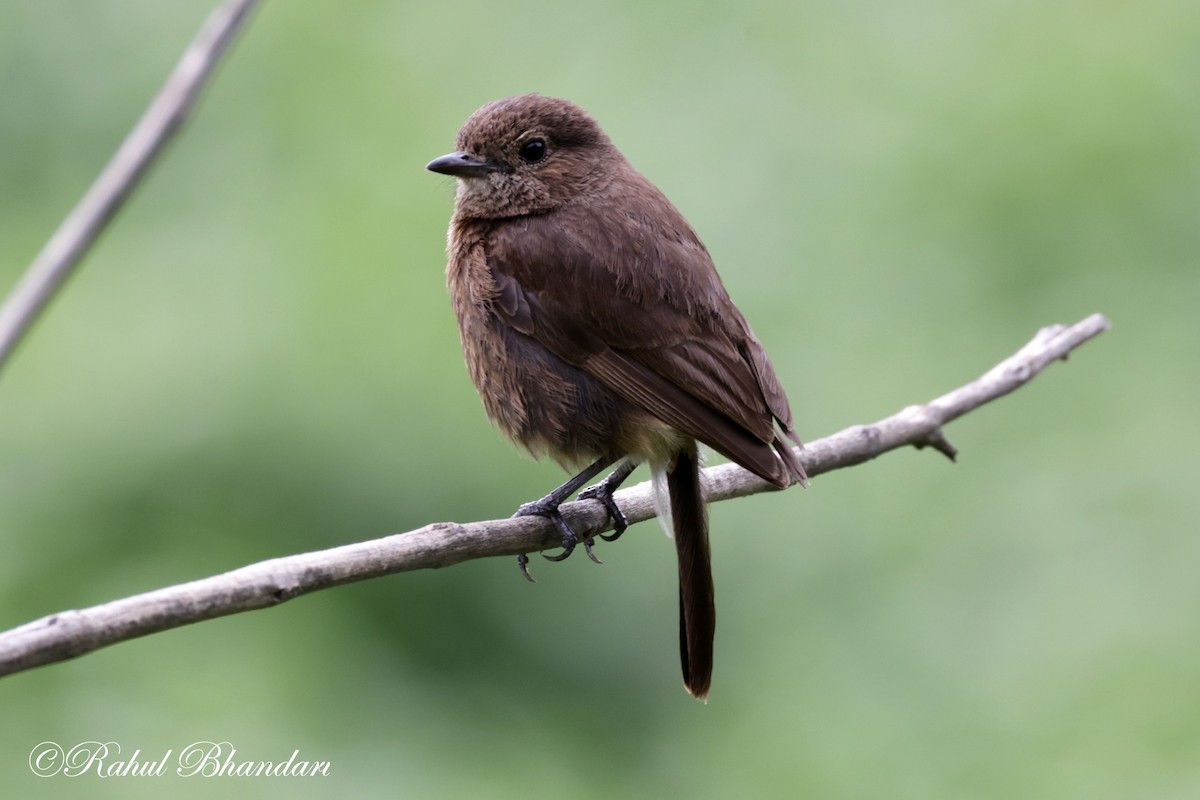 Pied Bushchat - ML620780931