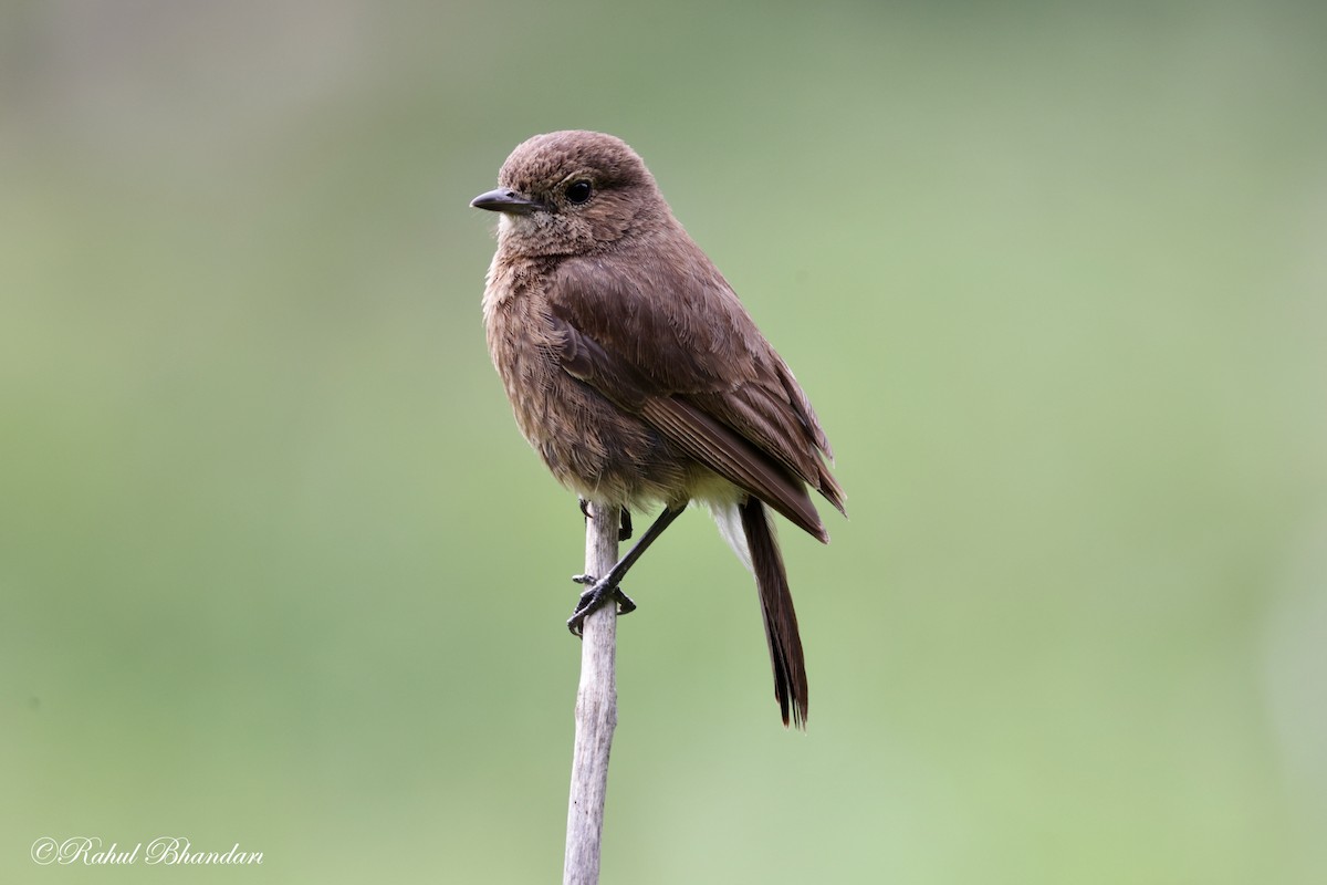 Pied Bushchat - ML620780937