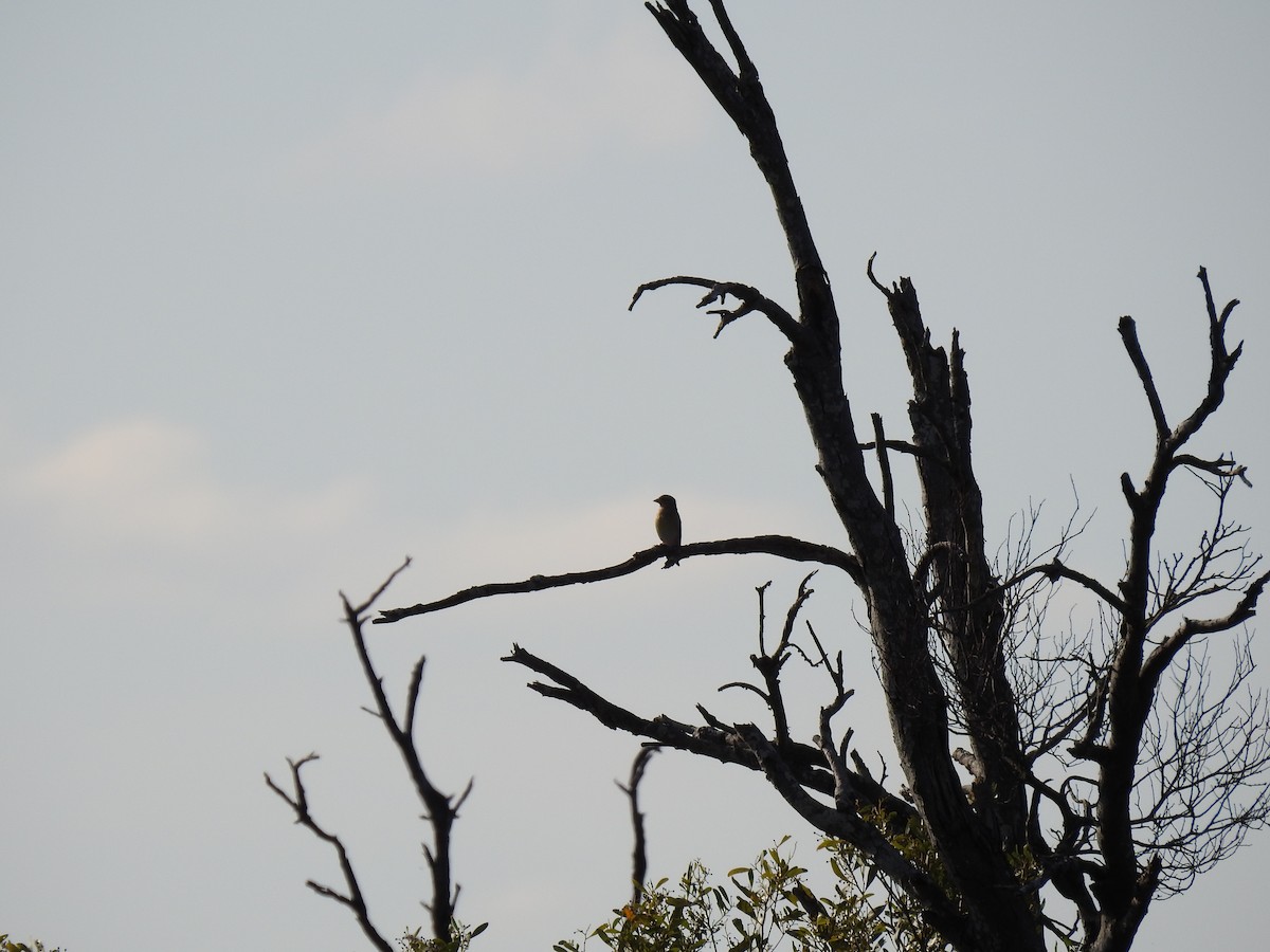 European Goldfinch - ML620780938