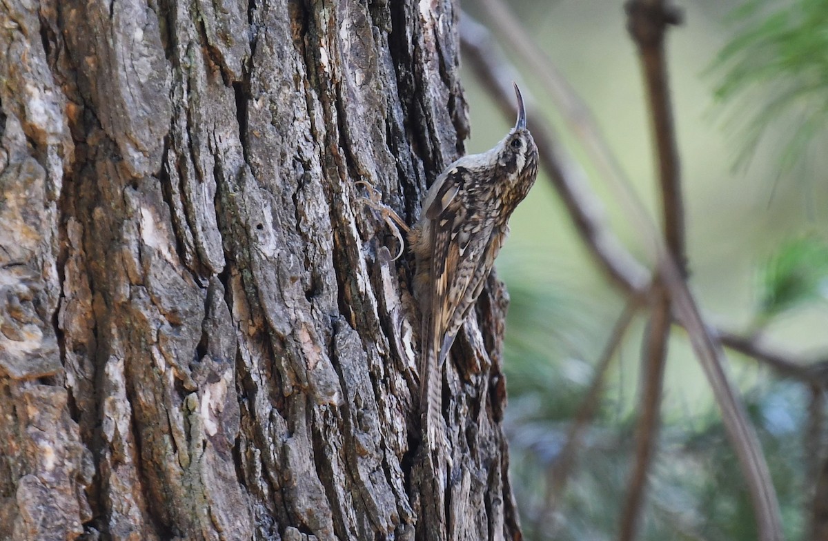 Bar-tailed Treecreeper - ML620780939