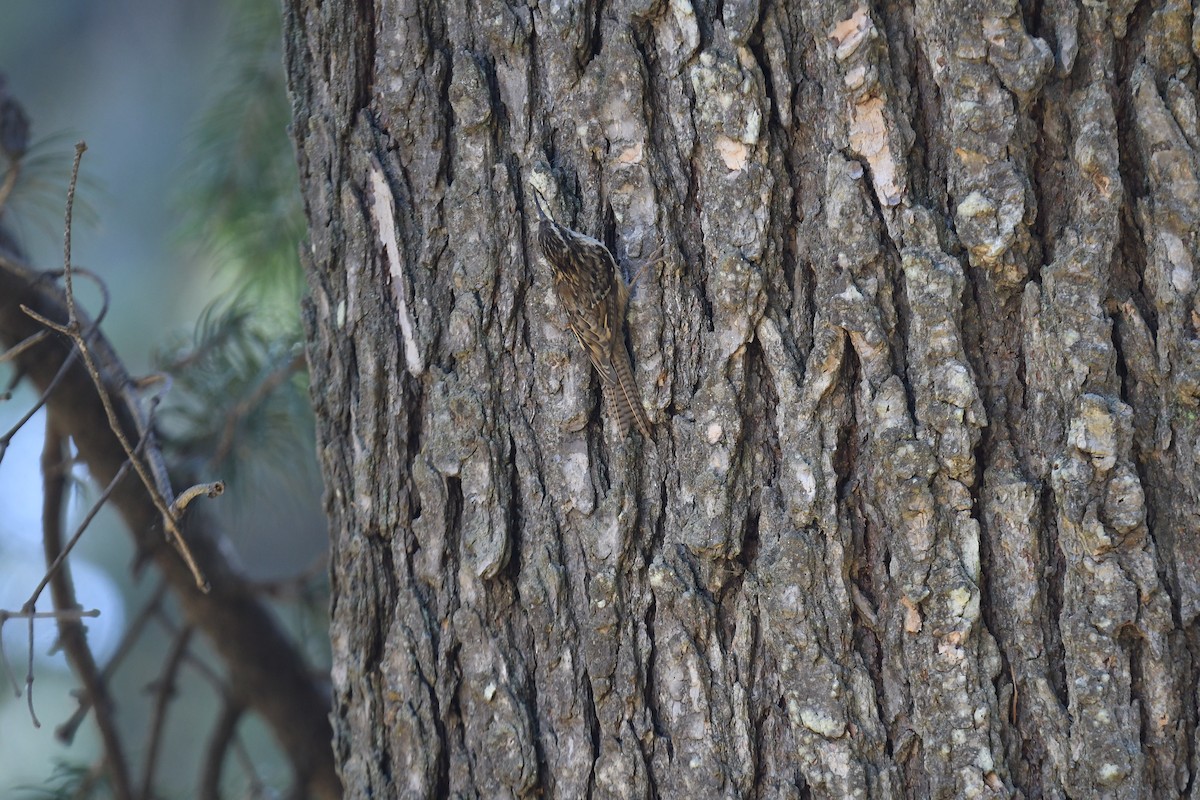 Bar-tailed Treecreeper - Chitra Shanker