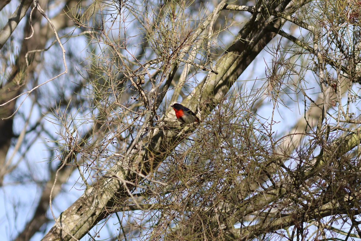 Mistletoebird - ML620780941