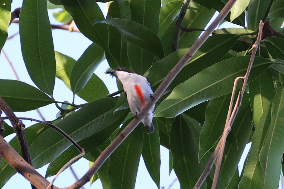 Red-keeled Flowerpecker - ML620780942