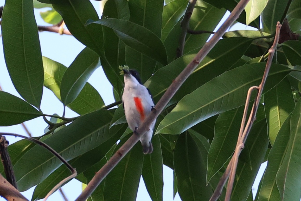 Red-keeled Flowerpecker - ML620780943