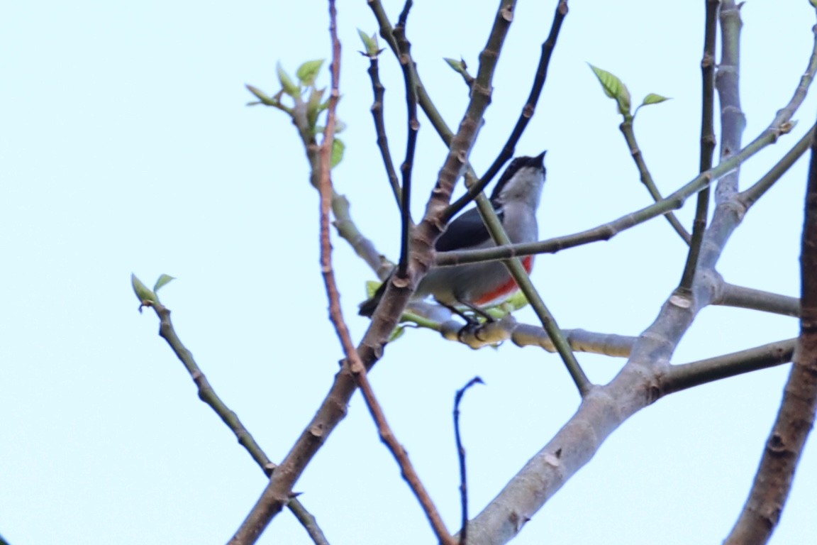 Red-keeled Flowerpecker - ML620780944