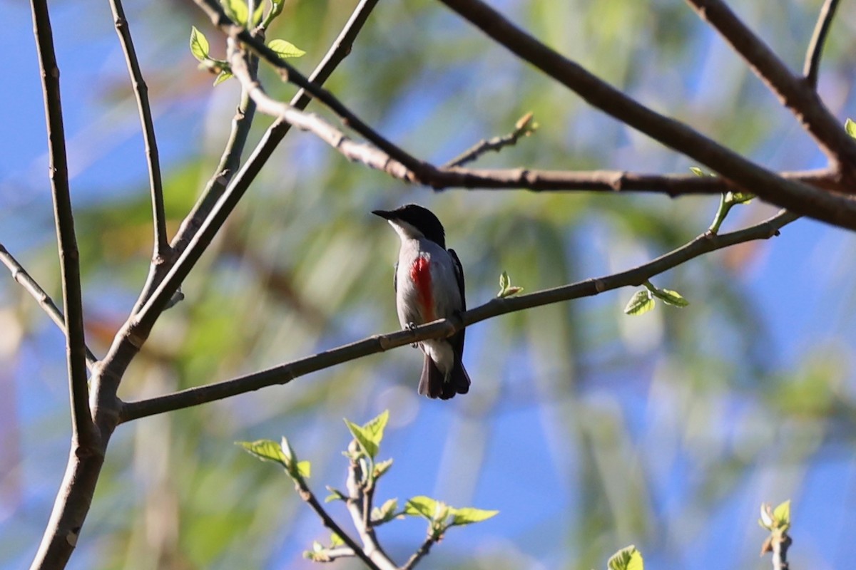 Red-keeled Flowerpecker - ML620780946