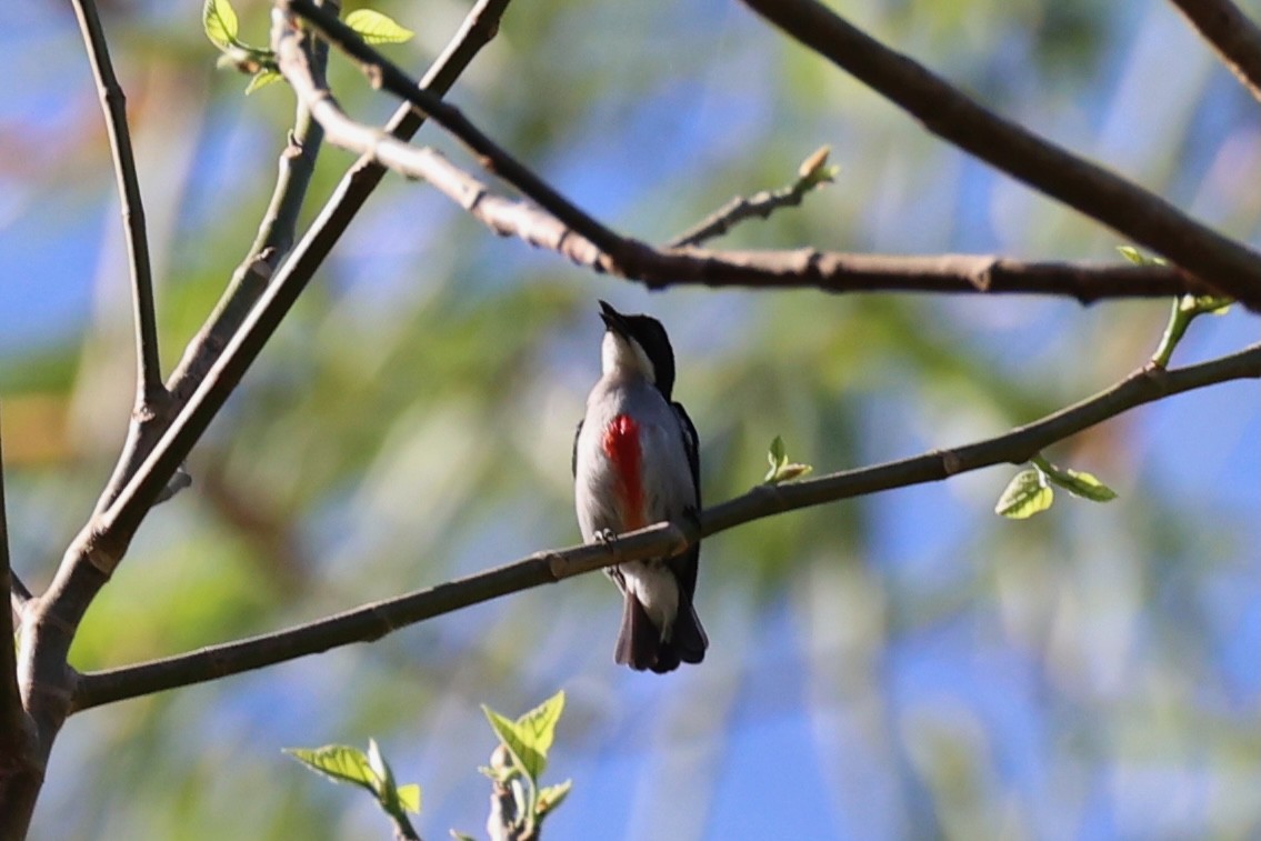 Red-keeled Flowerpecker - ML620780947